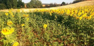 Lamenta que no hagan caso a la superpoblación de caza mayor y menor en Castilla-La Mancha daños fauna