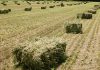 Comienzan a cotizar alfalfas y forrajes de la nueva campaña en una importante lonja forrajes