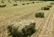 Comienzan a cotizar alfalfas y forrajes de la nueva campaña en una importante lonja forrajes