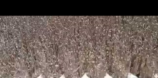 Cosechando la adormidera en La Mancha