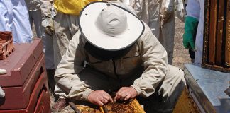 El Día de la Abeja celebra este sábado su XXII edición