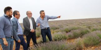 Subvencionarán por primera vez este año el cultivo de plantas aromáticas