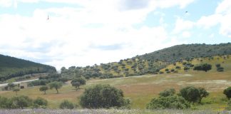 Ayudas para recuperar «montes de socios» en Cuenca y Guadalajara