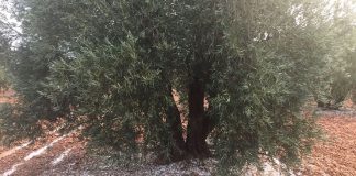 Agroseguro recuerda plazos contratación de algunos seguros por riesgo de sequía