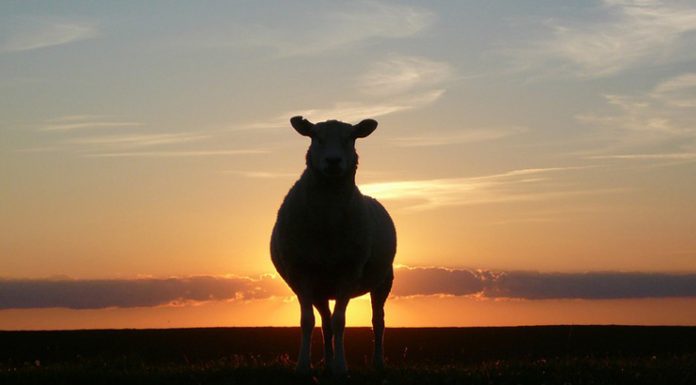 Unión de Uniones pide inflexiblidad ante riesgo entrada ovino con fiebre aftosa