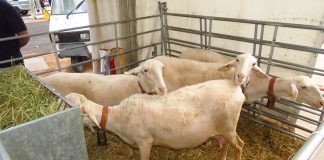 Visto bueno a instalación de diversas explotaciones ganaderas en Castilla-La Mancha