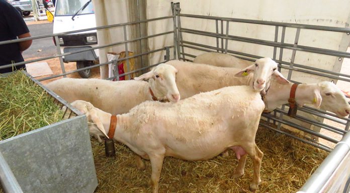 FERCAM acoge la 100ª Subasta de Sementales de Raza Ovina Manchega