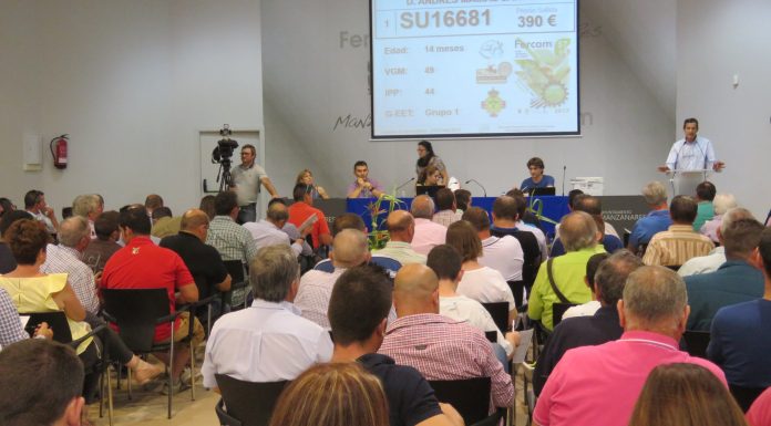 Un semental de raza ovina manchega alcanza los 4.720 euros