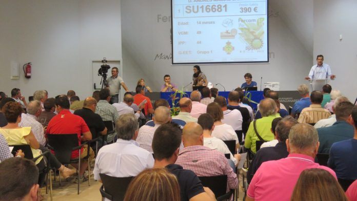 subasta ganado fercam