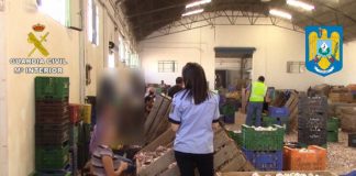Operación policial en Cuenca en la recolección del ajo