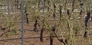 El pedrisco vuelve a dañar cultivos en varias provincias castellano-manchegas