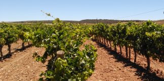 Hasta 15 de junio. Plazo de ejecución de reestructuración de viñedo