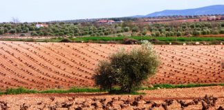 Piden soluciones a multas por declaraciones ilegales de viña y arranques