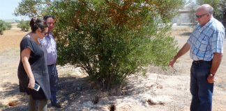 Conejos, caza mayor y muflones amenazan viabilidad de cultivos de Cuenca