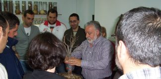 Diputación de Toledo contribuye a potenciar el conocimiento sobre bonsais