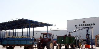 «El Progreso» generaliza mañana una vendimia que espera sea 20-30% menor