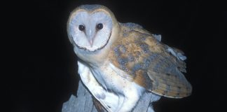 El número de lechuzas disminuye también en Castilla-La Mancha