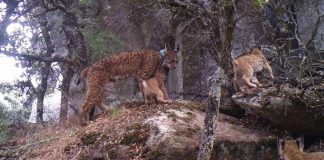 Aplauden gestión cinegética de ‘La Garganta’ para conservación del lince ibérico