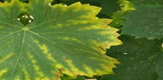 Explican cómo combatir la falta de magnesio en la viña