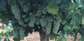 Fe de errores. Precios uva cooperativa Nuestra Señora de la Piedad, de Quintanar de la Orden