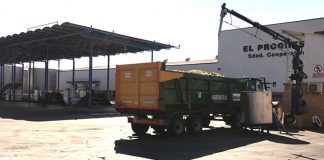 Merma del 30% y gran calidad en la vendimia de El Progreso