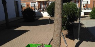 Tomelloso realiza tratamiento de endoterapia en olmos para frenar plagas