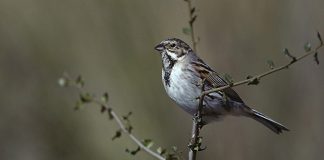El escribano palustre no remonta el vuelo en España