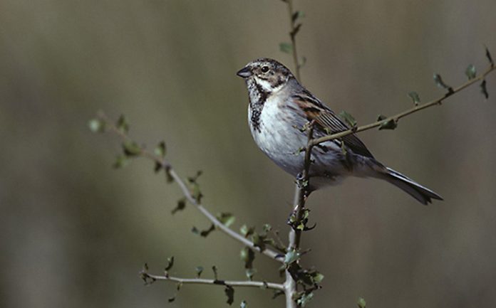 Escribano palustre (Emberiza schoeniclus)