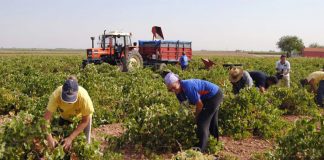 Pide no bajar la guardia frente al COVID-19 en explotaciones agropecuarias