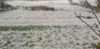 El PSOE de Montiel solicita la zona catastrófica tras el pedrisco