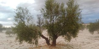 ASAJA apoya solicitud de ayudas para agricultores afectados por granizo de Montiel