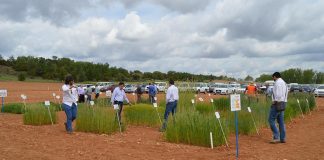 Jornada sobre manejo de cereales, en Cuenca, el 4 de septiembre