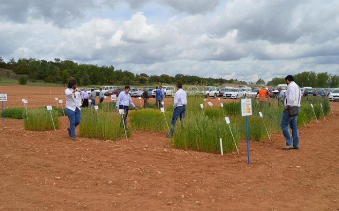 jornada albaladejito