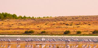 ‘Ojos Guadiana Vivos’ pide Pacto del Agua recupere las ‘Marismas manchegas’