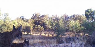 Nacen otros tres cachorros de lince ibérico en los Montes de Toledo