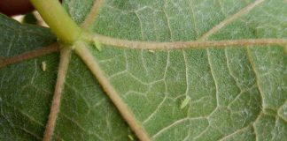 Polilla del racimo, mosquito verde y araña roja, en viñedos Ciudad Real