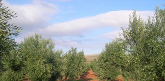 Hasta 10 de diciembre. Contratación seguro del olivar