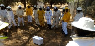 20 bomberos aprenden a retirar enjambres y panales de abejas