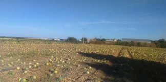 Agricultores manchegos dejan de recoger las sandías por falta de rentabilidad