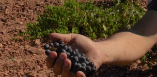 La tempranillo, variedad tinta mayoritaria en La Mancha, comienza a recogerse diez días antes de lo habitual