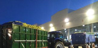 Virgen de las Viñas espera cosecha de 200 millones de kilos de uva tractores