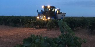 Comienza vendimia en La Mancha con varios días de adelanto
