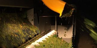 Félix Solís publica primeros precios de uva para DO La Mancha