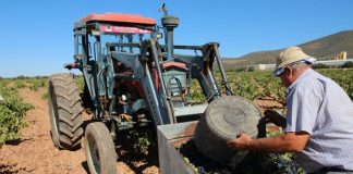 La vendimia se generaliza en La Mancha en las variedades tempranas