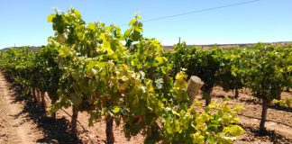 Hasta 28 de febrero. Ayudas reestructuración y reconversión de viñedo