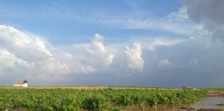 Agroseguro indemnizará con 12,6 millones los daños en uva en Castilla-La Mancha