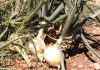 Dejan miles de kilos de cebollas en el campo sin recoger por los precios ruinosos cebollas