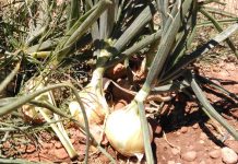 Dejan miles de kilos de cebollas en el campo sin recoger por los precios ruinosos cebollas