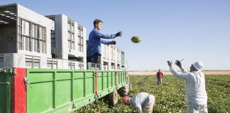 Campaña de melón, a punto de finalizar, con precios buenos y rentables para agricultor recogida de melón