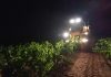 No se podrá vendimiar ni recolectar aceituna de noche con máquina ni podar a partir de marzo vendimia nocturna